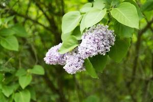 flores lilas en el jardín foto