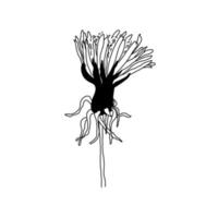 Dandelion hand drawn black and white sketch. Botanical vector illustration. Summer medicinal wild flower. Blossom begins.