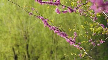 The beautiful spring landscape in the forest with the fresh green trees and the warm sunlight photo