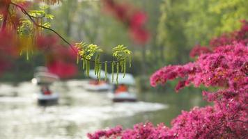 The beautiful spring landscape in the forest with the fresh green trees and the warm sunlight photo