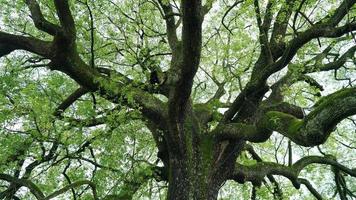 The old and big tree view full of the green leaves on it in the countryside of the China photo