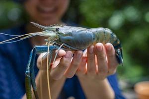 giant freshwater prawn in fisherman hand