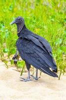 Tropical Black Vulture on Mangrove Pouso Beach Ilha Grande Brazil. photo