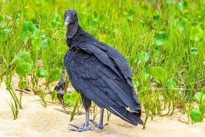 Tropical Black Vulture on Mangrove Pouso Beach Ilha Grande Brazil. photo