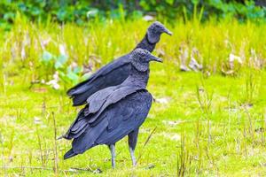 Tropical Black Vultures on Mangrove Pouso Beach Ilha Grande Brazil. photo