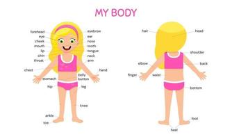 My body poster. Cute kid girl shows his body parts medical anatomy chart. vector