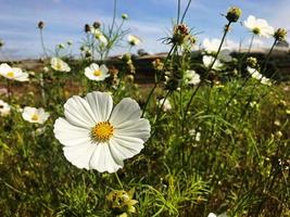 Flowers in the garden photo