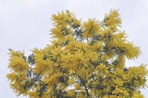 yellow Mimose flowers photo