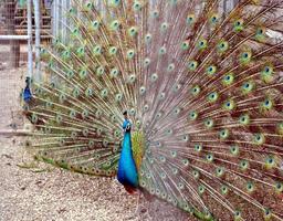 pavo real pájaro animal foto