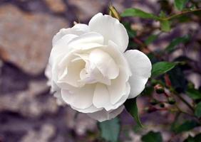 flor rosa blanca foto