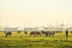 Herd of beautiful wild yilki gorgeous horses stand in meadow field in central anatolia Keyseri Turkey