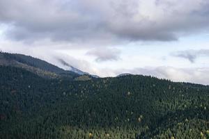 Mountain landscape with fir forest photo