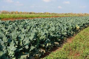 Fresh broccoli growing in the organic garden photo