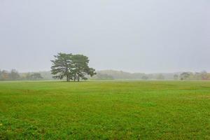 Tree in fog warm autumn morning photo