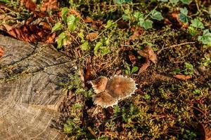 False mushrooms on an old stump in the woods photo