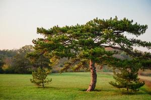 hermoso paisaje otoñal con árboles amarillos y sol foto