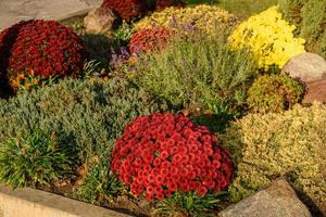 Chrysanthemum flowers bloom in autumn in the flower garden. Beautiful colors flowers close up photo