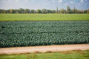 brócoli fresco que crece en el huerto orgánico foto