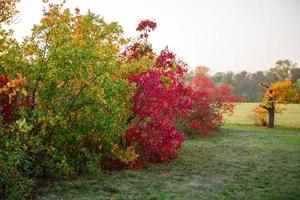Beautiful autumn landscape with yellow trees and sun photo