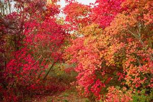 Beautiful autumn landscape with yellow trees and sun photo