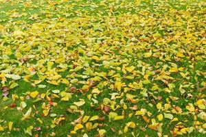Beautiful autumn landscape with yellow trees and sun photo