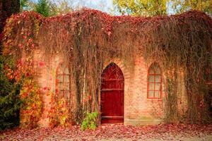 la pared de la casa vieja cultivada con una hermosa planta roja foto