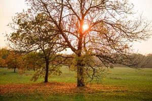 Beautiful autumn landscape with yellow trees and sun photo