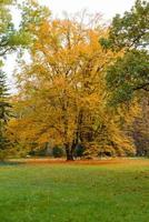 Beautiful autumn landscape with yellow trees and sun photo
