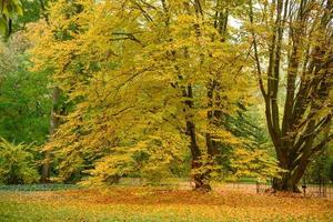 Beautiful autumn landscape with yellow trees and sun photo