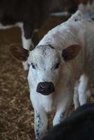 cuttest white calf with his black nose photo