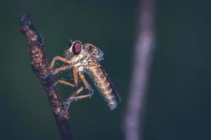 An extreme macro shot of a robber fly photo