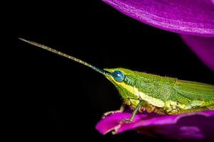 Saltamontes verde encaramado en una flor foto