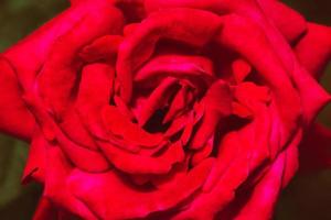 background nature Flower Valentine. Red rose full flower