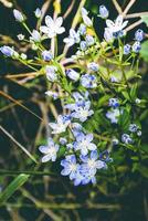 Wallpaper background Purple flowers photo