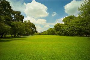 beautiful green grass at park photo