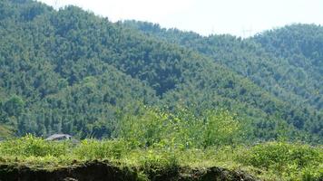 The beautiful spring landscape in the forest with the fresh green trees and the warm sunlight photo