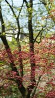 The beautiful spring landscape in the forest with the fresh green trees and the warm sunlight photo