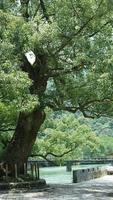 La vista del árbol viejo y grande lleno de hojas verdes en el campo de China foto