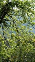 The beautiful spring landscape in the forest with the fresh green trees and the warm sunlight photo