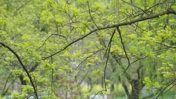 The beautiful spring landscape in the forest with the fresh green trees and the warm sunlight photo