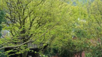 The beautiful traditional Chinese village view with the classical architecture and fresh green trees as background in spring photo