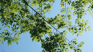 The beautiful spring landscape in the forest with the fresh green trees and the warm sunlight photo