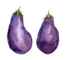 Raw eggplant or aubergine vegetable isolated on white background. Watercolor hand-drawn illustration. Perfect for your project, cards, prints, covers, menu, patterns. vector