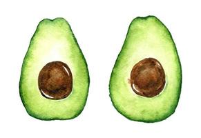 Watercolor avocado halves isolated on white background. Hand-drawn illustration. Perfect for your project, cards, prints, covers, menu or patterns. vector