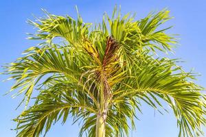Tropical palm tree with blue sky background in Chiquila Mexico. photo