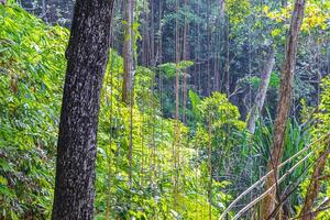 Senderismo sendero natural en el bosque de selva tropical Parque Nacional Lamru de Tailandia. foto