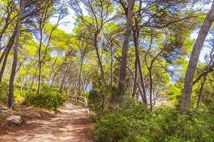 Natural walking path in forest Parc natural de Mondrago Mallorca. photo