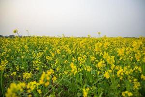 Bloom Mustard Flowers Beautiful scenery in the field. photo