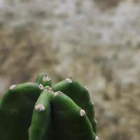 A close up view of a cactus with copy space photo