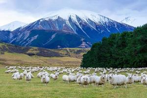 A flock of sheep and lambs with mountain background South Island New Zealand photo
